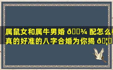 属鼠女和属牛男婚 🌾 配怎么样真的好准的八字合婚为你揭 🦟 秘！